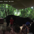 20090417 Half Day Safari - Elephant  37 of 104 